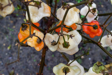 orange bell chilli pepper plant 