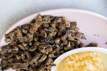 Tuberculosis. folk remedy for treatment of tuberculosis a mole cricket mixed with honey.