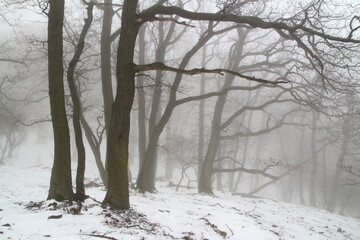 foggy winter forest
