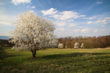 A blooming tree