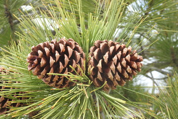 Jeffrey pine tree cones growing in the Sierra Nevada mountains, California.