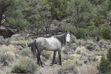 Obraz na płótnie Canvas Wild horse roaming the rugged terrain, along Dobie Meadows Road, in the Eastern Sierra Nevada Mountains, California.