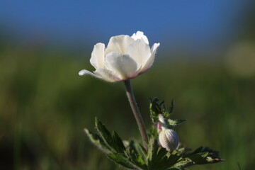 white poppy flower
