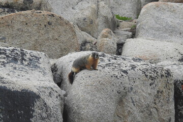 A playful, yellow-bellied marmot, perched upon large granite boulders, Sonora Pass, California Highway 108, Sierra Nevada Mountains, California.