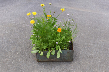 small iron box with wildflowers stands on concrete