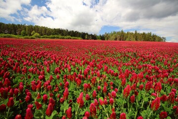 Fototapeta na wymiar field of crimson clovers