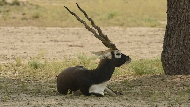 Close up shot of long horned adult male blackbuck or antilope cervicapra or an indian antelope at tal chhapar sanctuary rajasthan india
