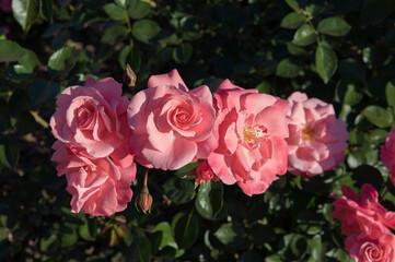 Exotic hybrid roses blooming in the park. Closeup view of Rosa Les Amoureux de Peynet beautiful flowers of pink petals, blossoming in the garden. 