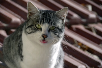 The most beautiful cat portrait pictures, cat pictures, most beautiful cat pictures, © kodbanker