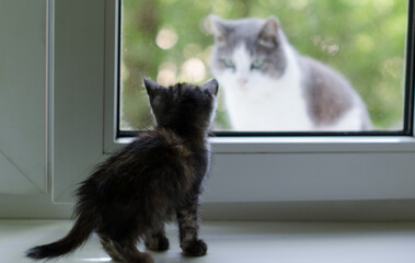Fototapeta na wymiar Funny cute kitten on window. Tiny kitty looks through the window at another cat