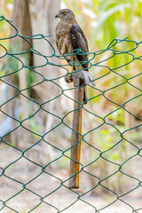 red tailed hawk on hammer and green net