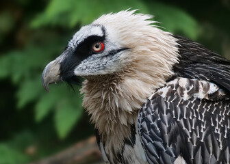 Portrait vom Bartgeier, Gypaetus barbatus, mit unscharfem Hintergrund
