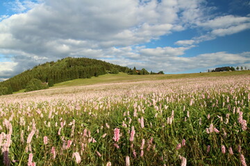 field of flowers