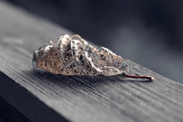 leaf on a wooden railing
