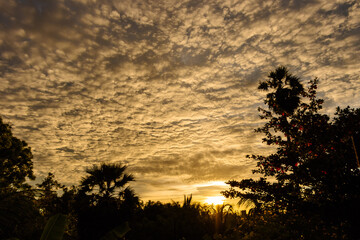 sunset in the forest