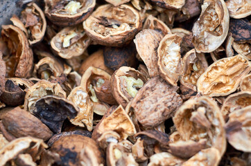 Photo of walnut shells in a bucket