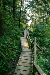 Boardwalk through the forest in spring
