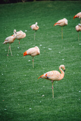 Beautiful flamingos sleeping on the grass. Vibrant birds on a green lawn on a sunny summer day. Flamingo resting standing on one leg.