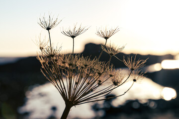 Fennel plant in the evening light