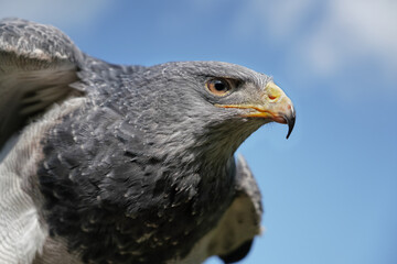 Aguja oder Blaubussard als Portrait vor blauem Himmel, Geranoaetus melanoleucus, Froschperspektive