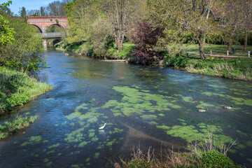 Naklejka premium Leatherhead river walk