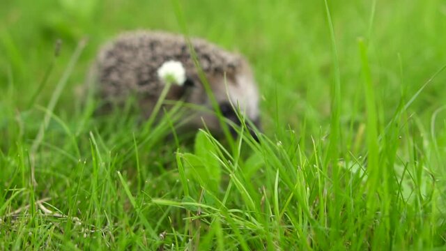 The hedgehog runs around in the grass. A wild animal in a green lawn is on the loose. High quality FullHD footage