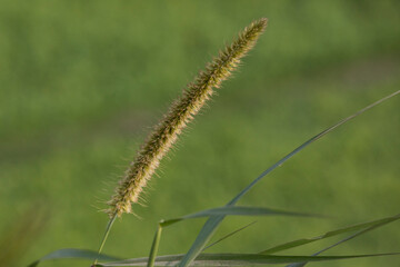 close up of a grass