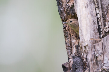 Common Redstart - Gartenrotschwanz - Phoenicurus phoenicurus ssp. phoenicurus, Russia (Oblast Irkutsk), adult female