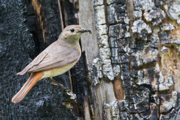 Common Redstart - Gartenrotschwanz - Phoenicurus phoenicurus ssp. phoenicurus, Russia (Oblast Irkutsk), adult female
