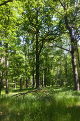 Glade in a clearing in a green spring forest