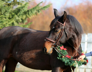 Fototapeta premium Beautiful portrait of a young saddle horse in christmas wreath decoration as a christmas background