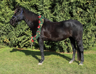 Beautiful portrait of a young saddle horse in christmas wreath decoration as a christmas background