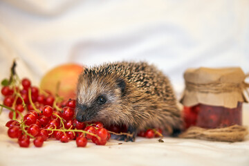 Hedgehog cook and berries in a saucepan. Red Ribes. cooks kampot. Cute animals.