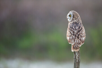 Short-eared Owl - Sumpfohreule - Asio flammeus ssp. flammeus, Spain (Andalucia)