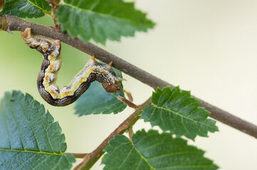 Macro image of an insect in Germany