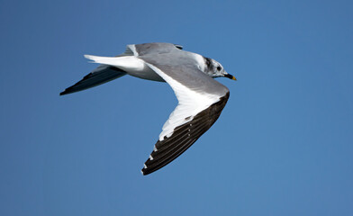 Sabine's Gull, Xema sabini