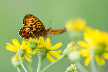 Macro image of an butterfly in Russia