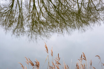 River bank with tall yellow grass and trees reflected in the water.