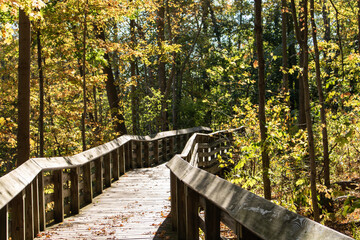Fototapeta premium Boardwalk through fall color trees