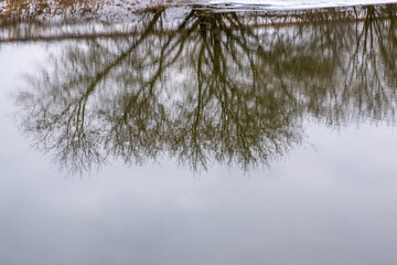 Reflection in the water of tree branches without leaves on a cloudy day.
