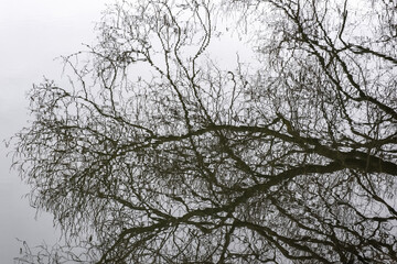 Reflection in the water of tree branches without leaves on a cloudy day.