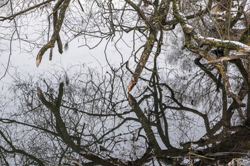 Crooked branches of trees in lichens and their reflection in the still water.