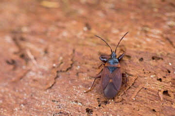 Macro image of an insect in Germany