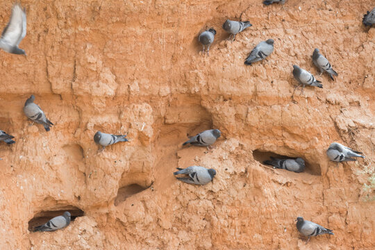 Rock Dove - Felsentaube - Columa livia ssp. neglecta, Tajikistan, adult