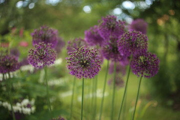 Obraz premium blooming purple flowers of decorative garlic in the garden