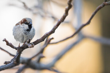 House Sparrow - Haussperling - Passer domesticus ssp. domesticus, Germany (Baden-Württemberg), adult, male