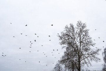 A large flock of crows on the branches of tall trees against a cloudy sky.