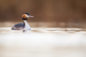 Great Crested Grebe - Haubentaucher - Podiceps cristatus ssp. cristatus, Germany (Baden-Württemberg), adult