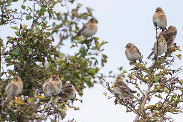 Twite - Berghänfling - Carduelis flavirostris ssp. flavirostris, Germany (Niedersachsen), flock