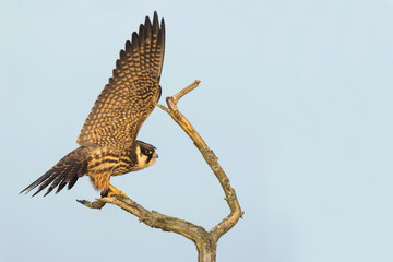 Eurasian Hobby, Falco subbuteo subbuteo